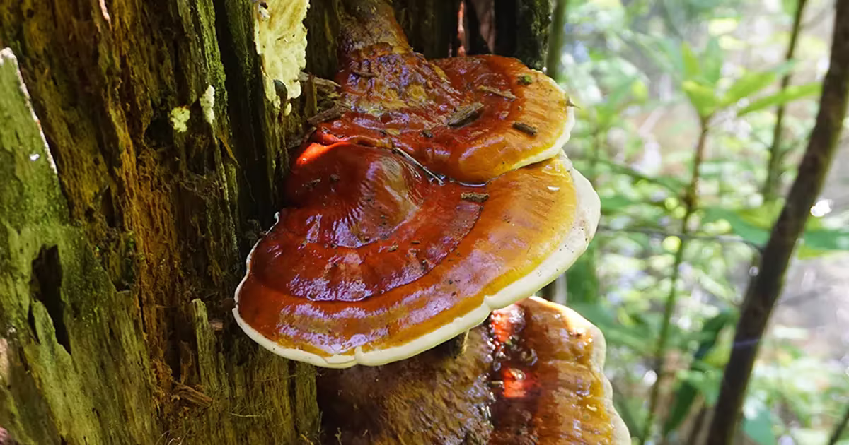 ganoderma